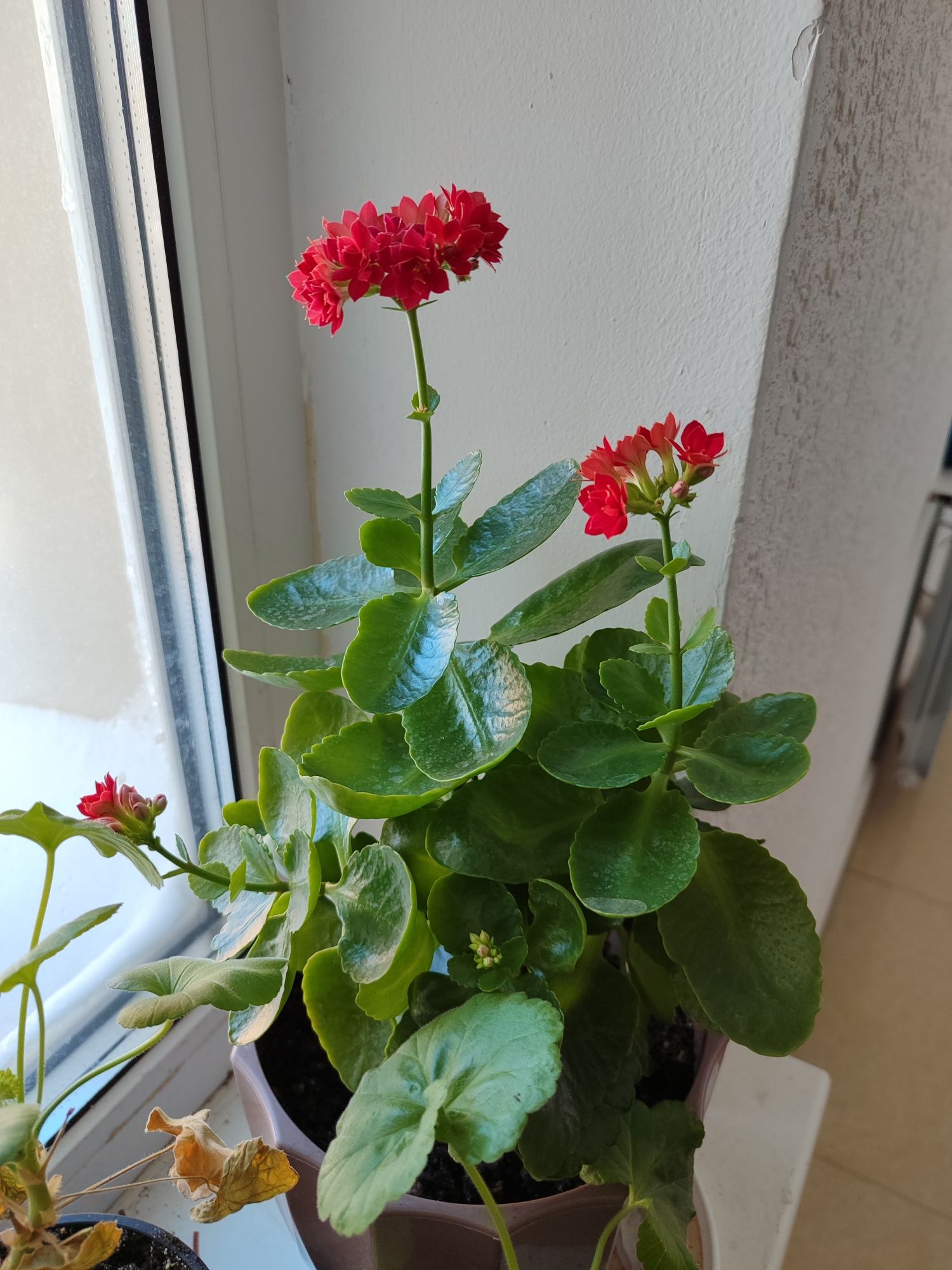 Коланхое, комнатные цветы
