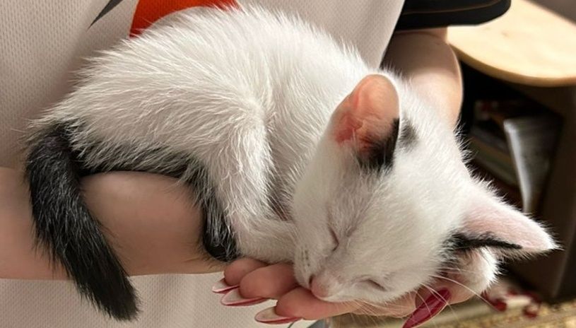 Отдам котенка в добрые руки