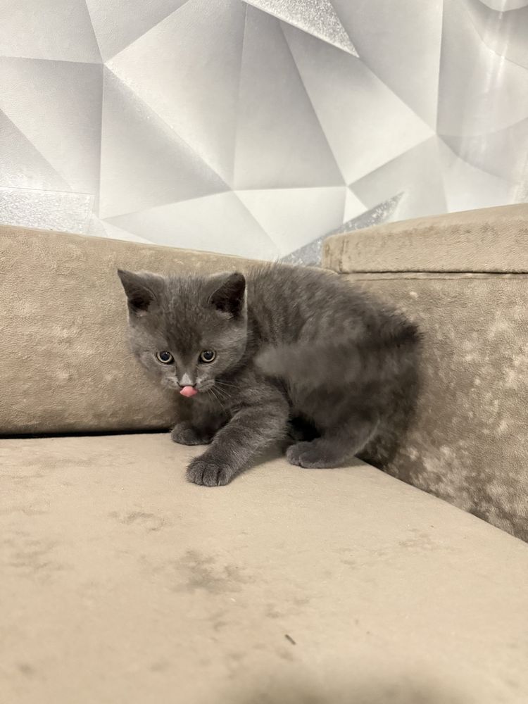 Котенок девочка