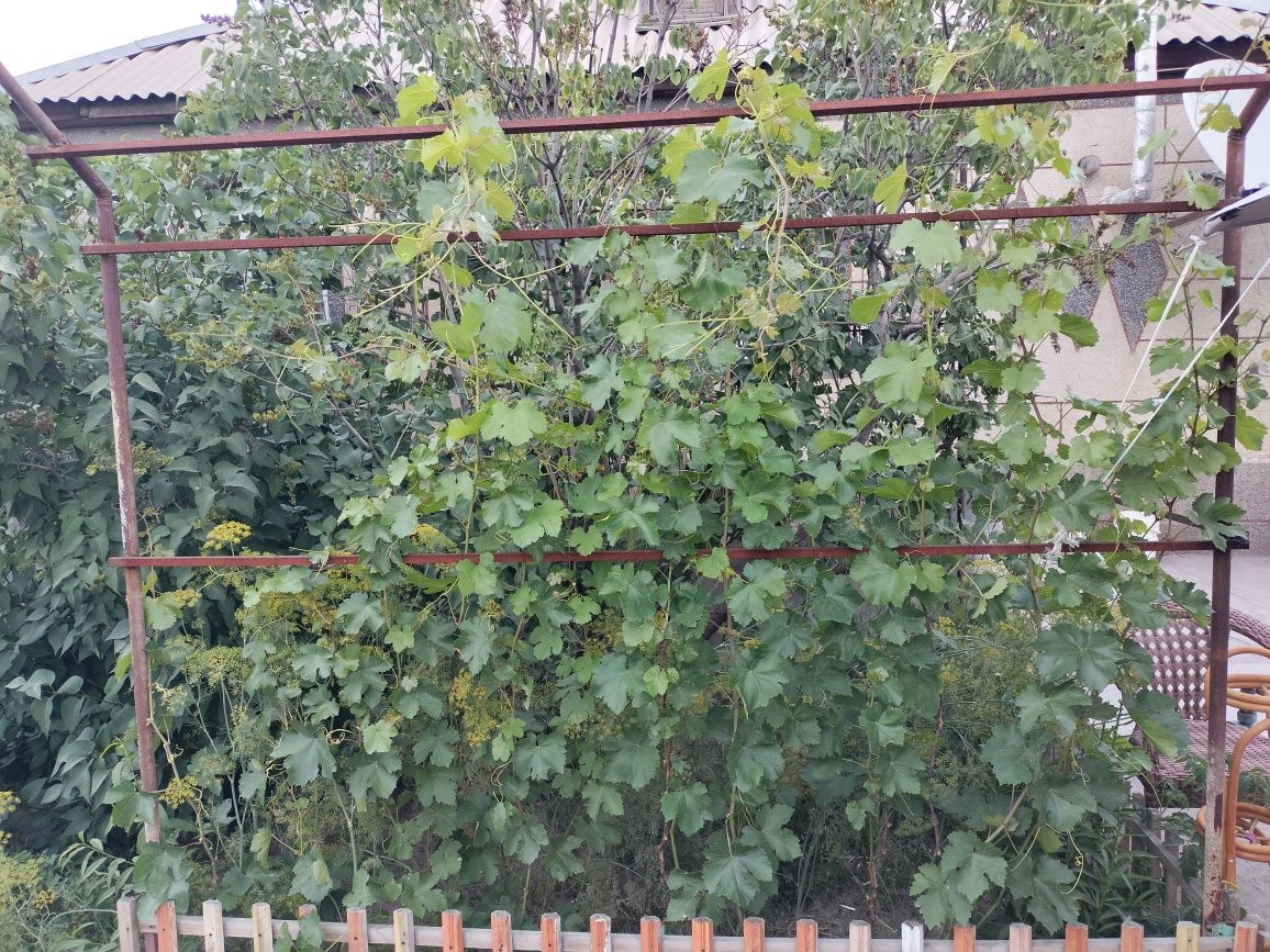 Продаются саженцы винограда ризомат и дамский пальчик