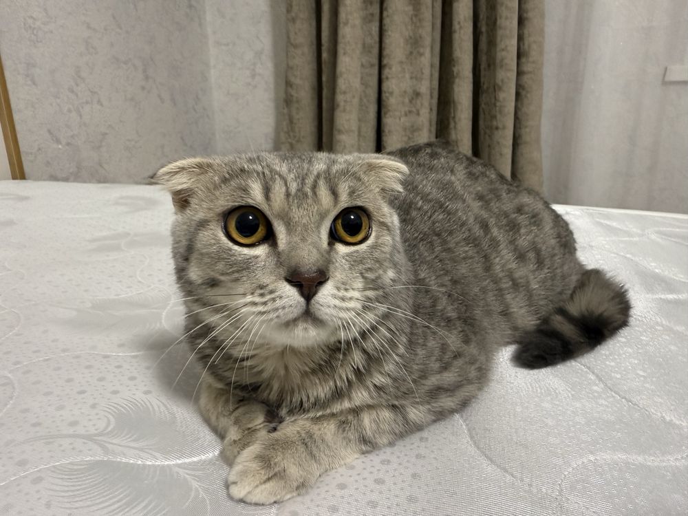 Кошка Шотланский Висолух