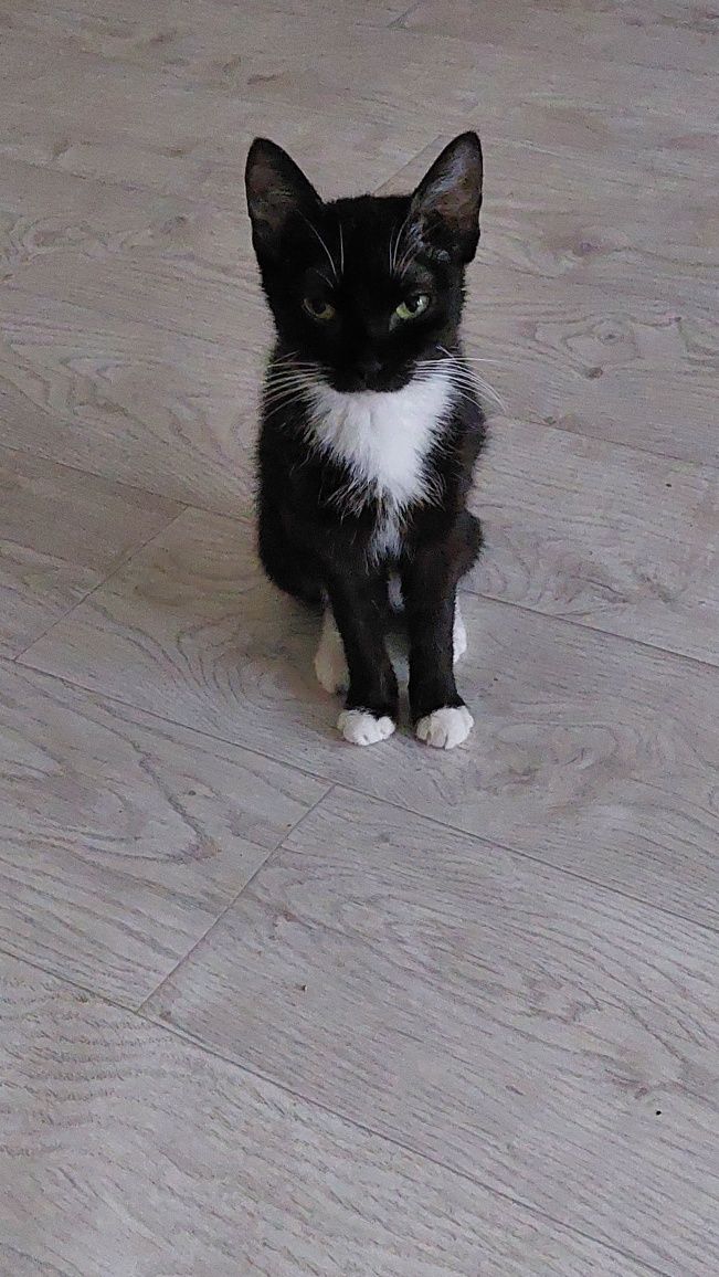 Кошка пропала район Молодёжный