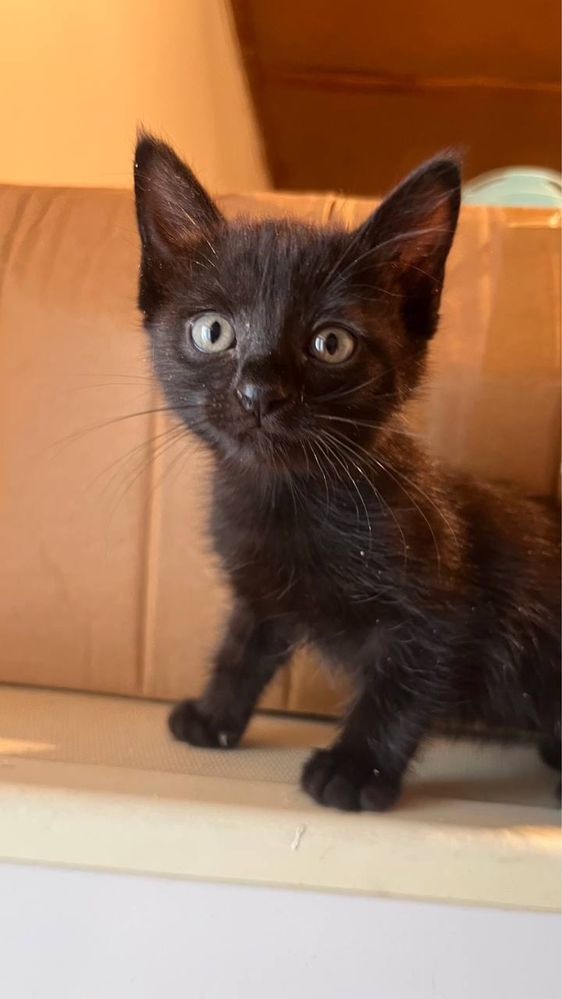 Котята бесплатно в добрые надежные руки!