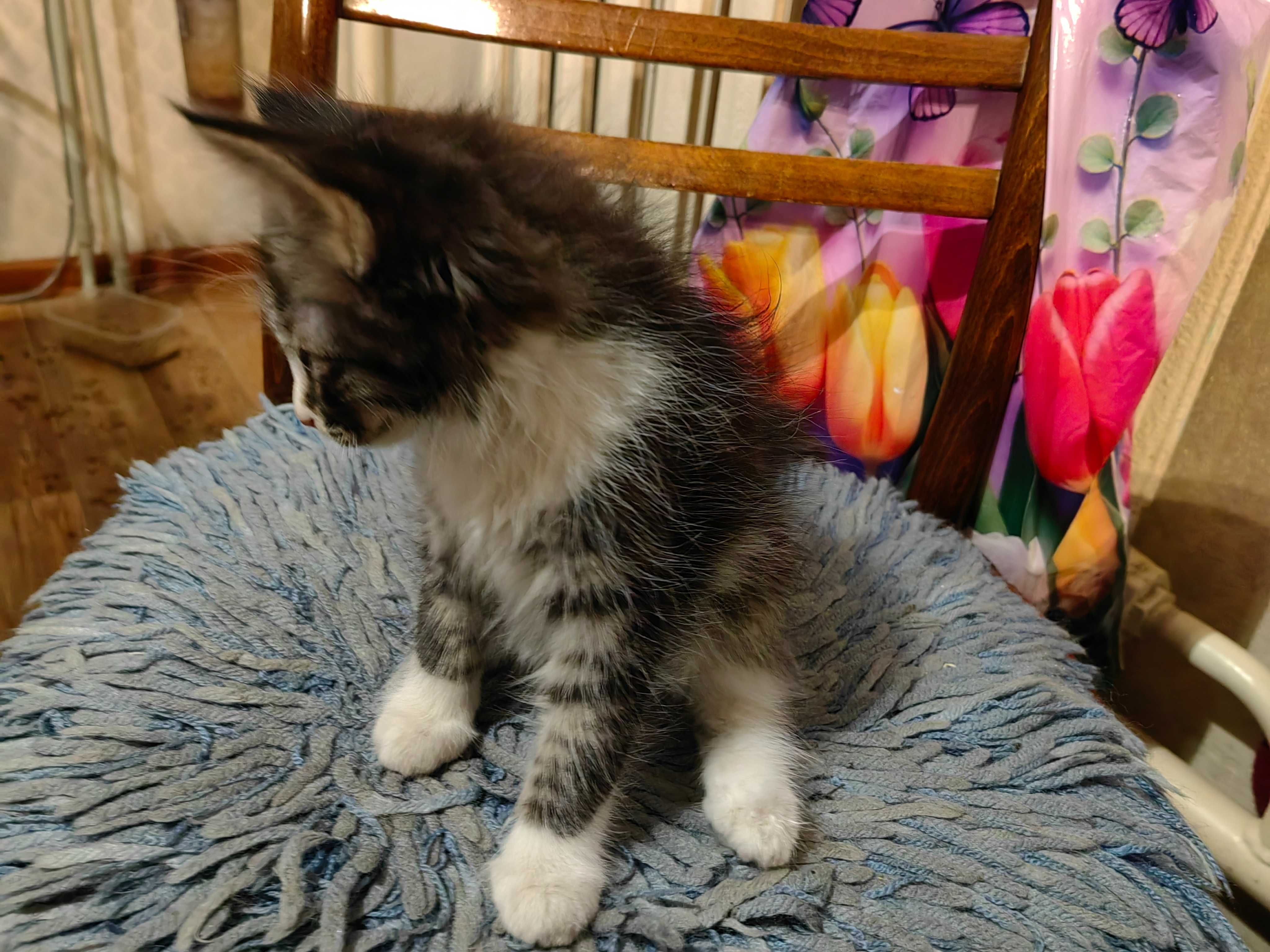 Котята 2 месяца, ищут хороший дом ! Алматы