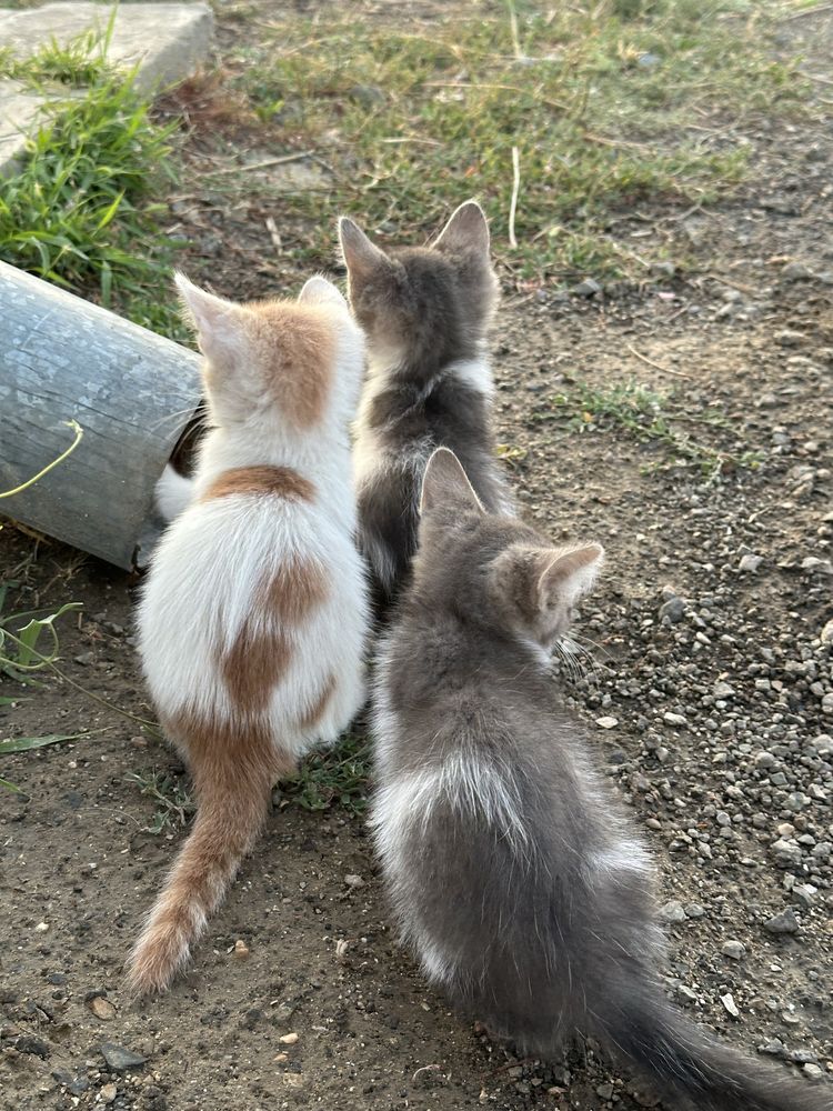 Отдам котят в добрые руки