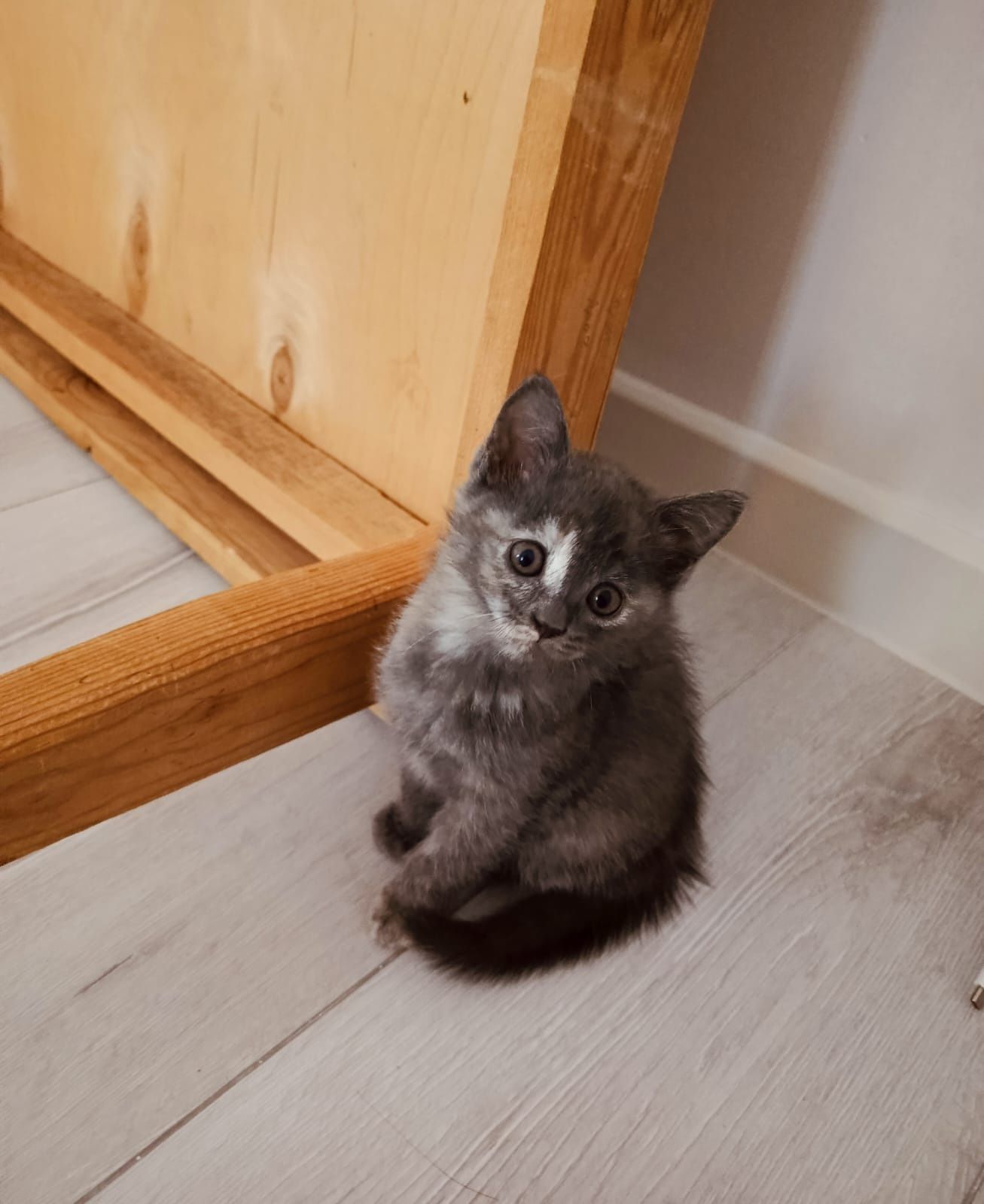 Шотладские котята
