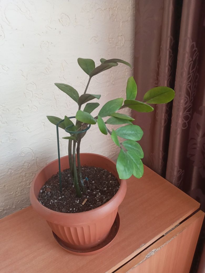 Продаётся цветок Замиакулькас