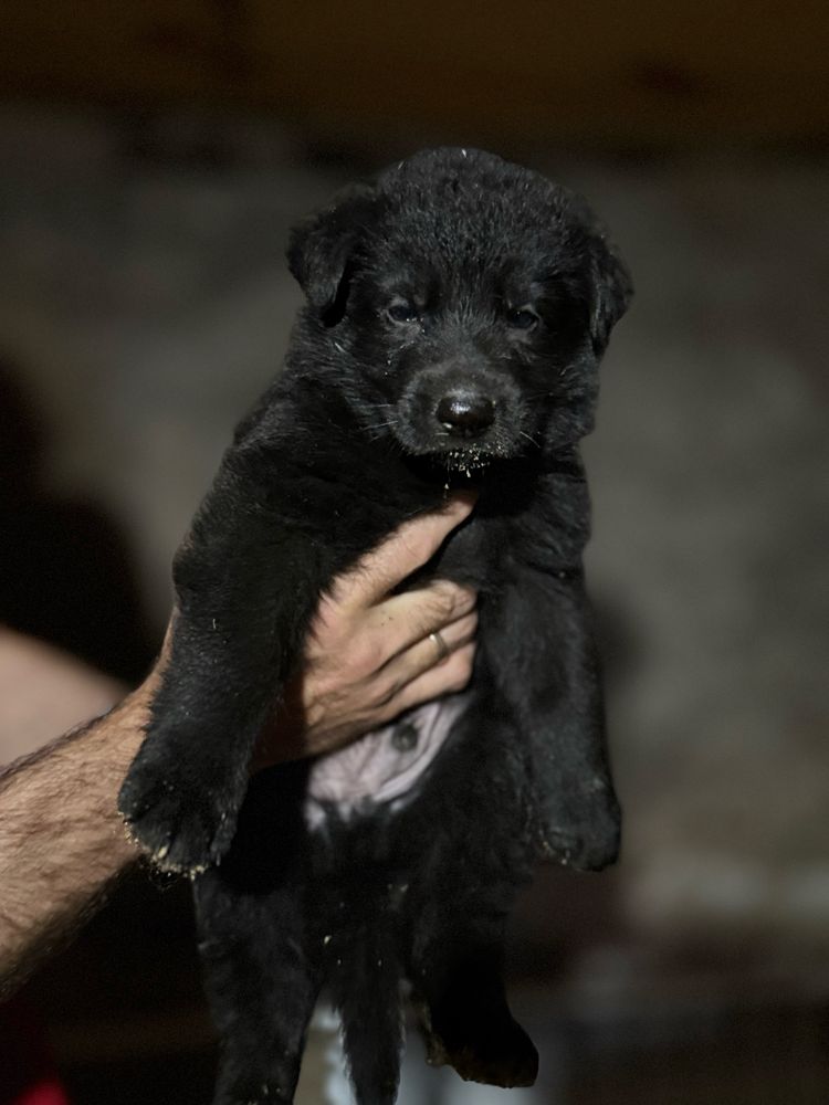 Щенки овчарки 1 месяц