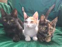 отдадим котят в хорошие руки