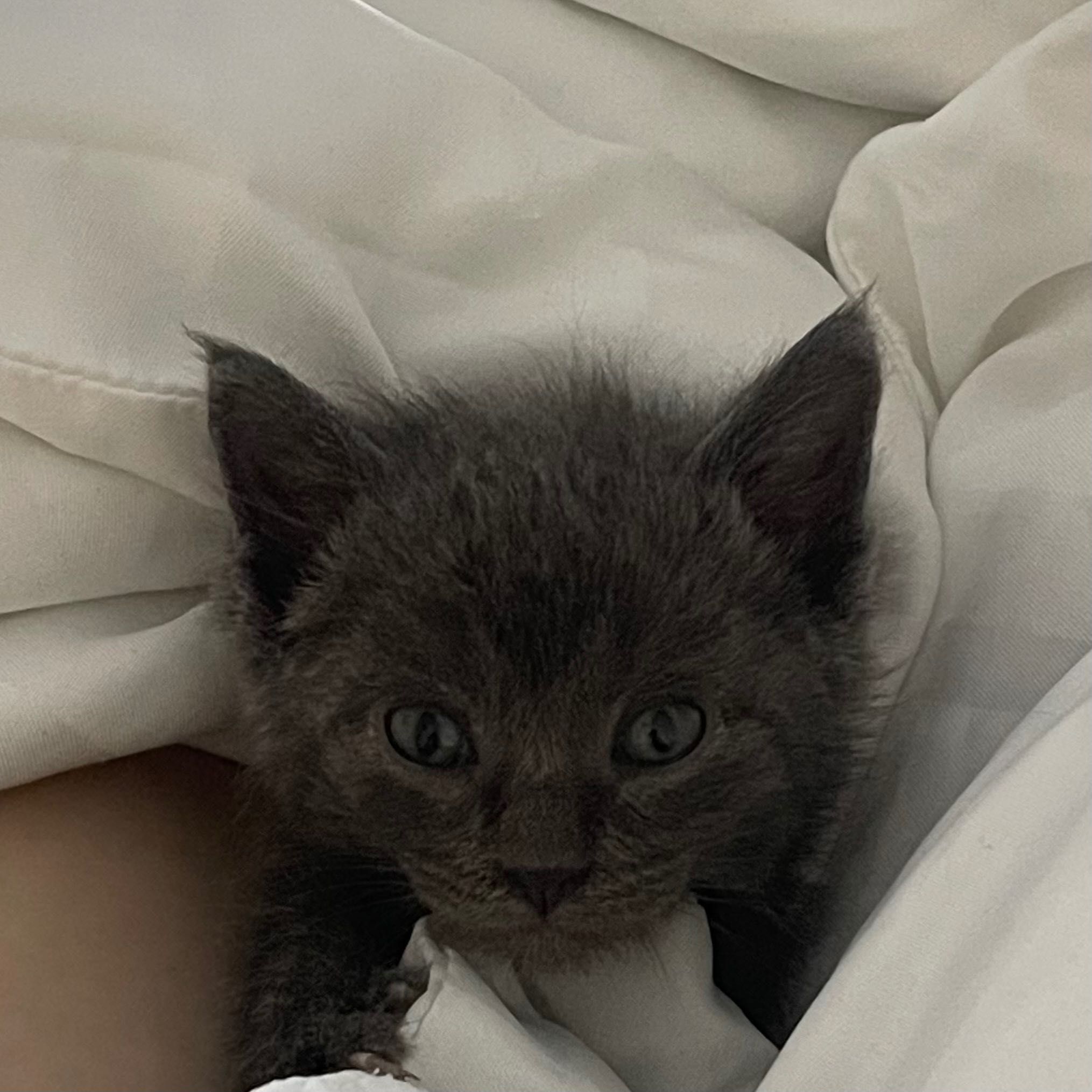 Котенок ищет новый дом