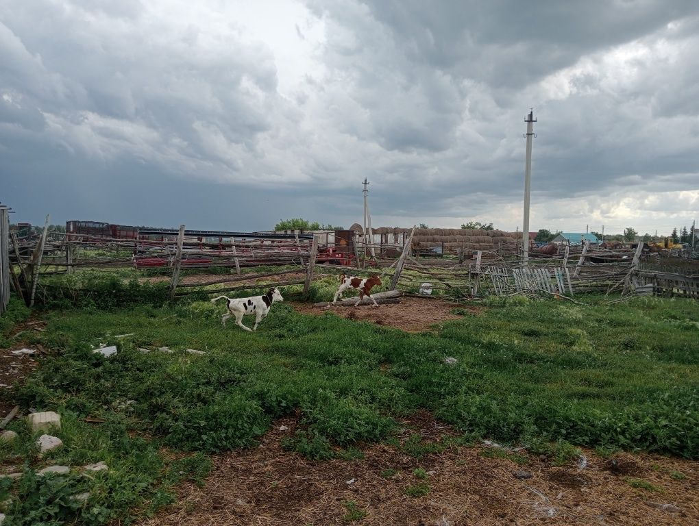 Бұзаулар сатылады 1 айлық