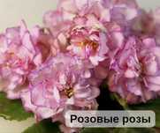 Продам свежесрезанный лист фиалок- 200тг. Цветущие фиалки- 1500тг.