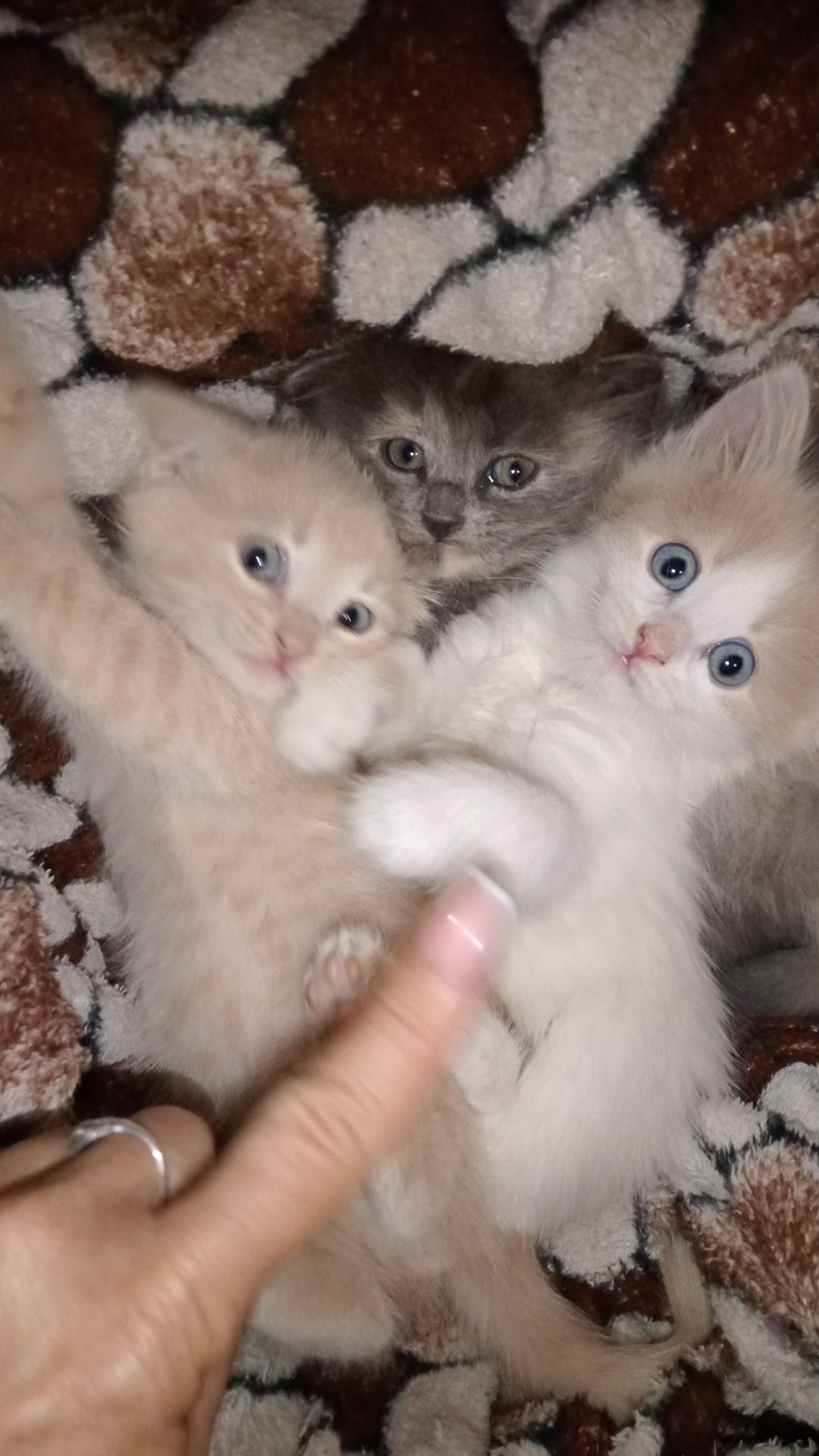 Котята Заботливым ответственным Хозяевам