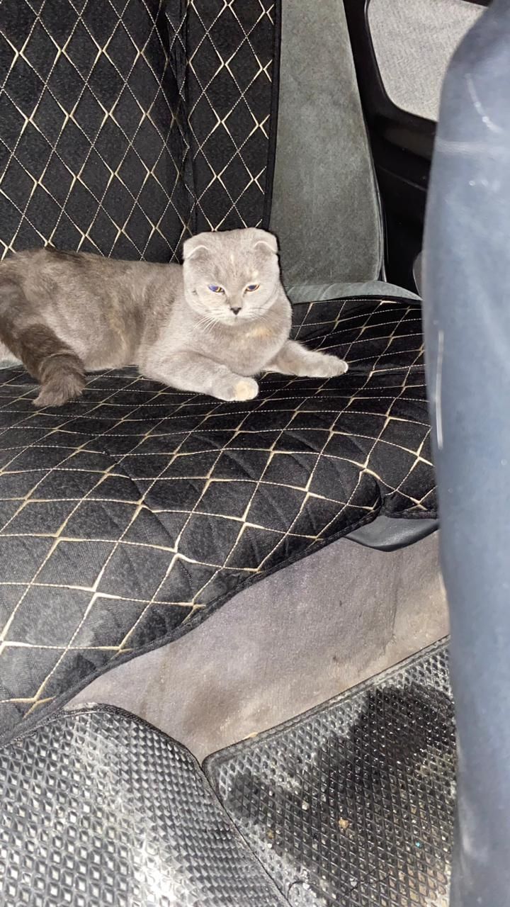 Шотландский кошка