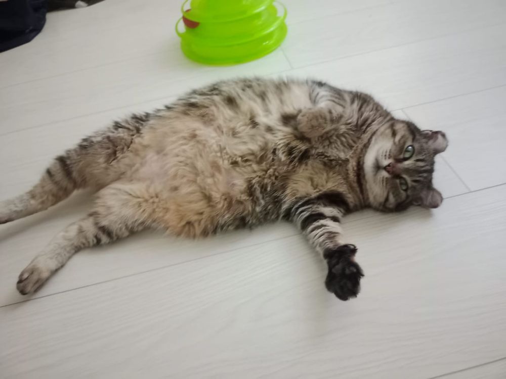 Добрая, ласковая кошка