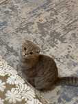 Котенок Кошка вислоухая