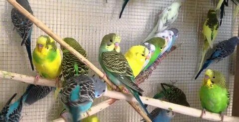 Продаются попугай разных цветов выбор большой