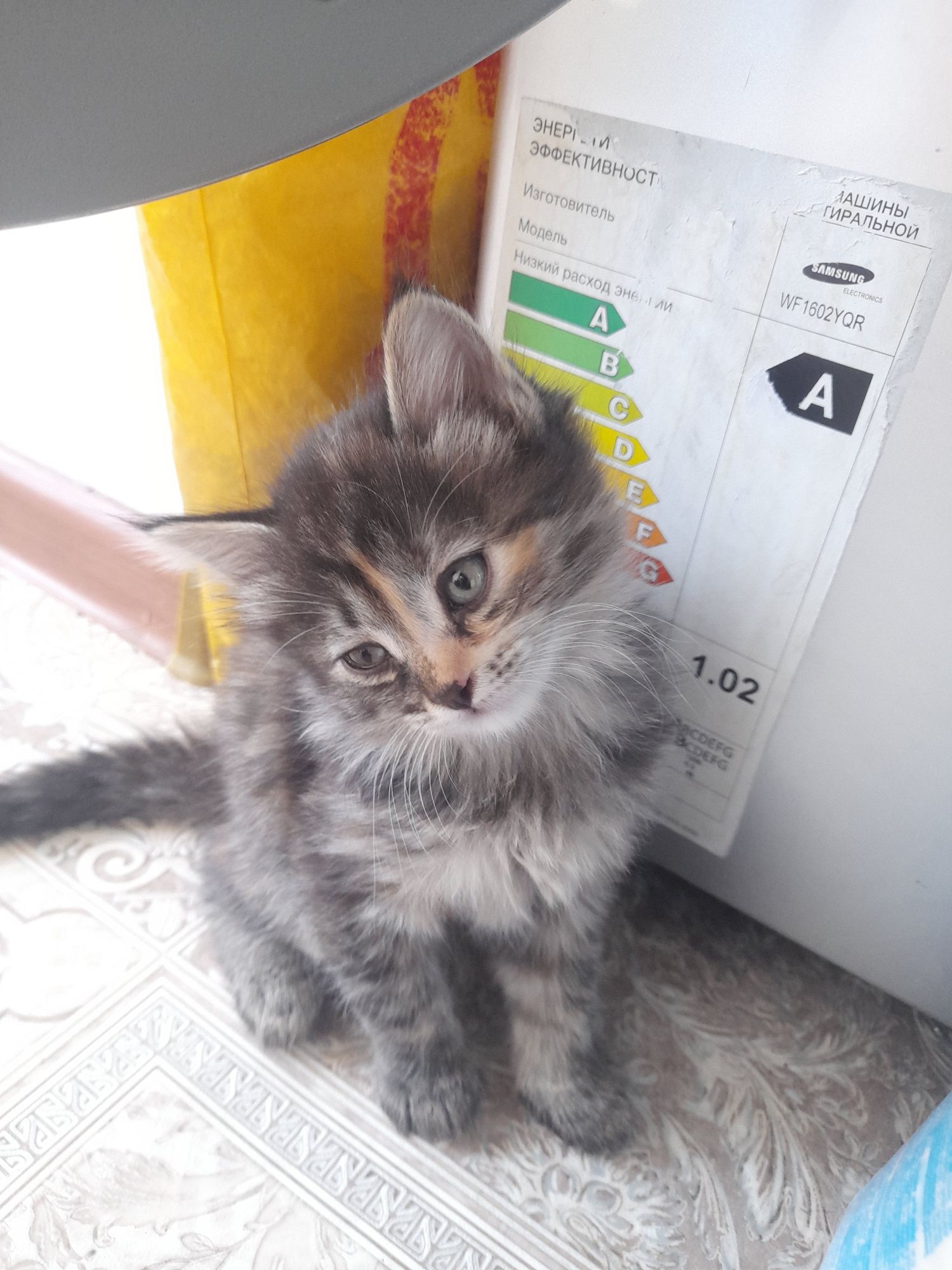 Отдам в добрые ручки котят
