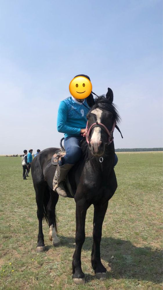 5 жасар айғыр сатылады
