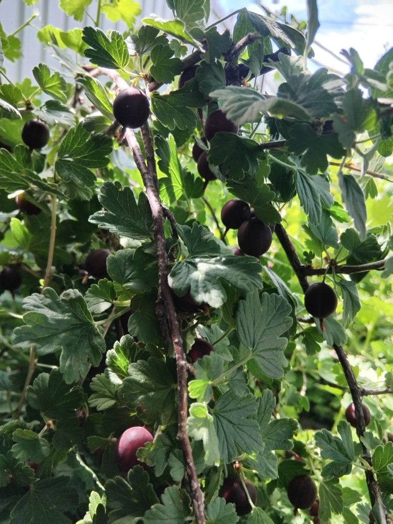 Продажа вишни домашней
