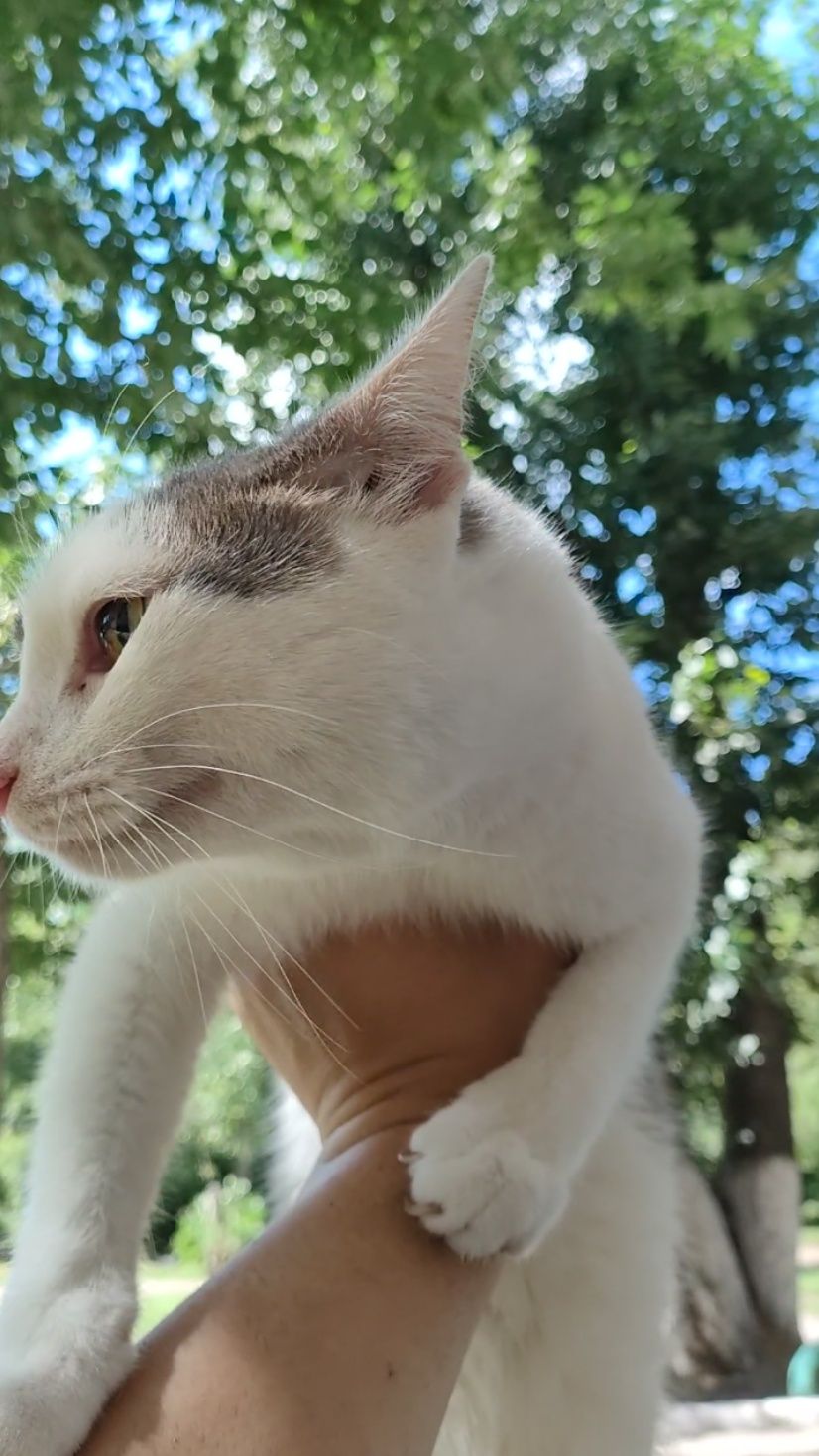 Кот, подросток, очень нежный