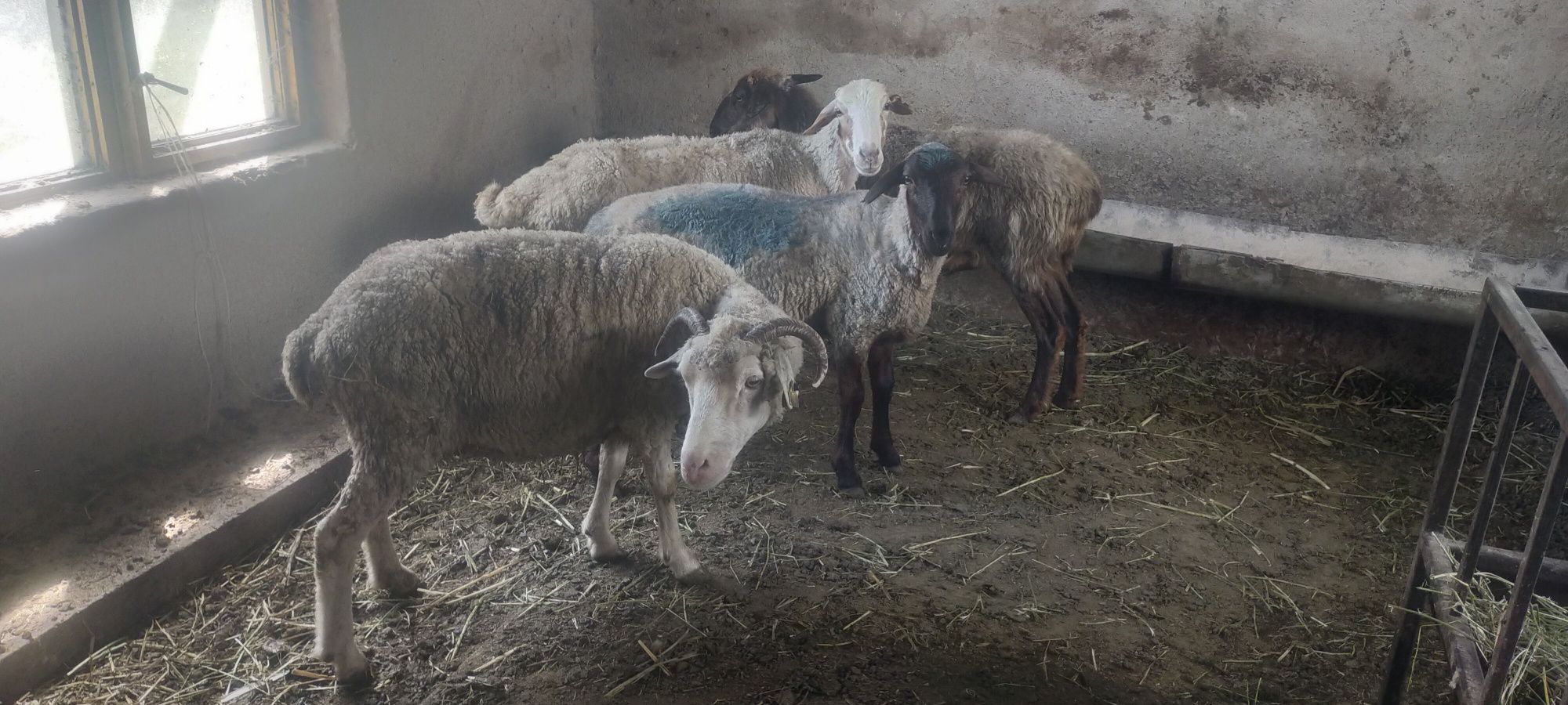 Продам баран матки молодые жирные