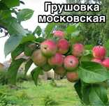 Саженцы яблони северные сорта яблоня
