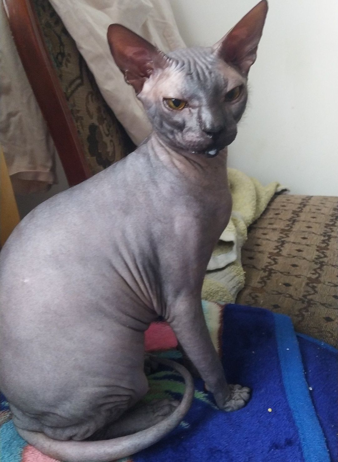 Кот сфинкс на вязку