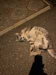 молодой котик в добрые руки