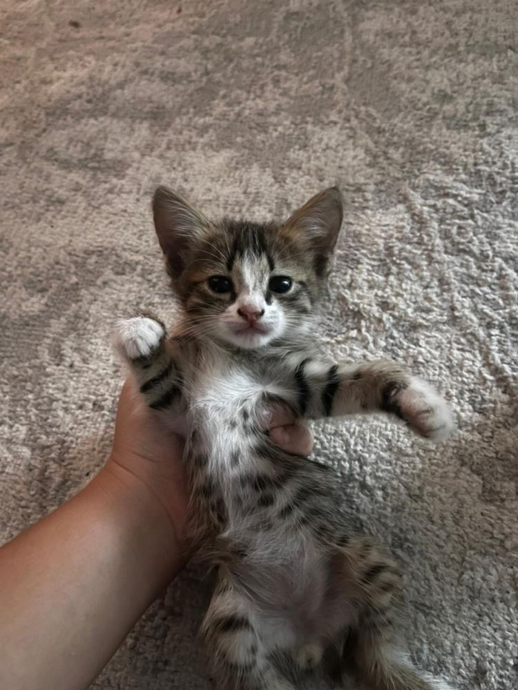 Отдаем котят в самые добрые