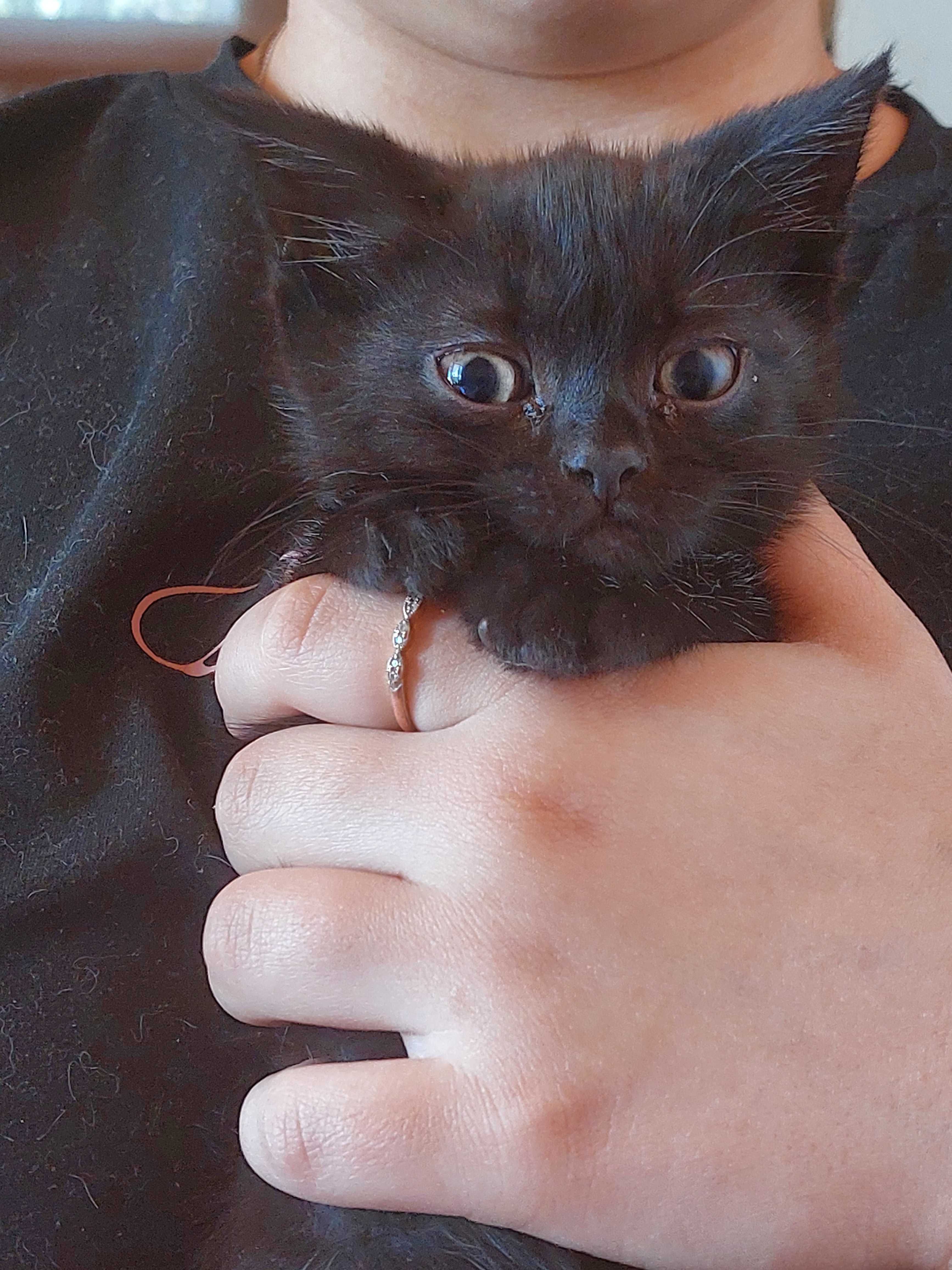 Отдам котят даром