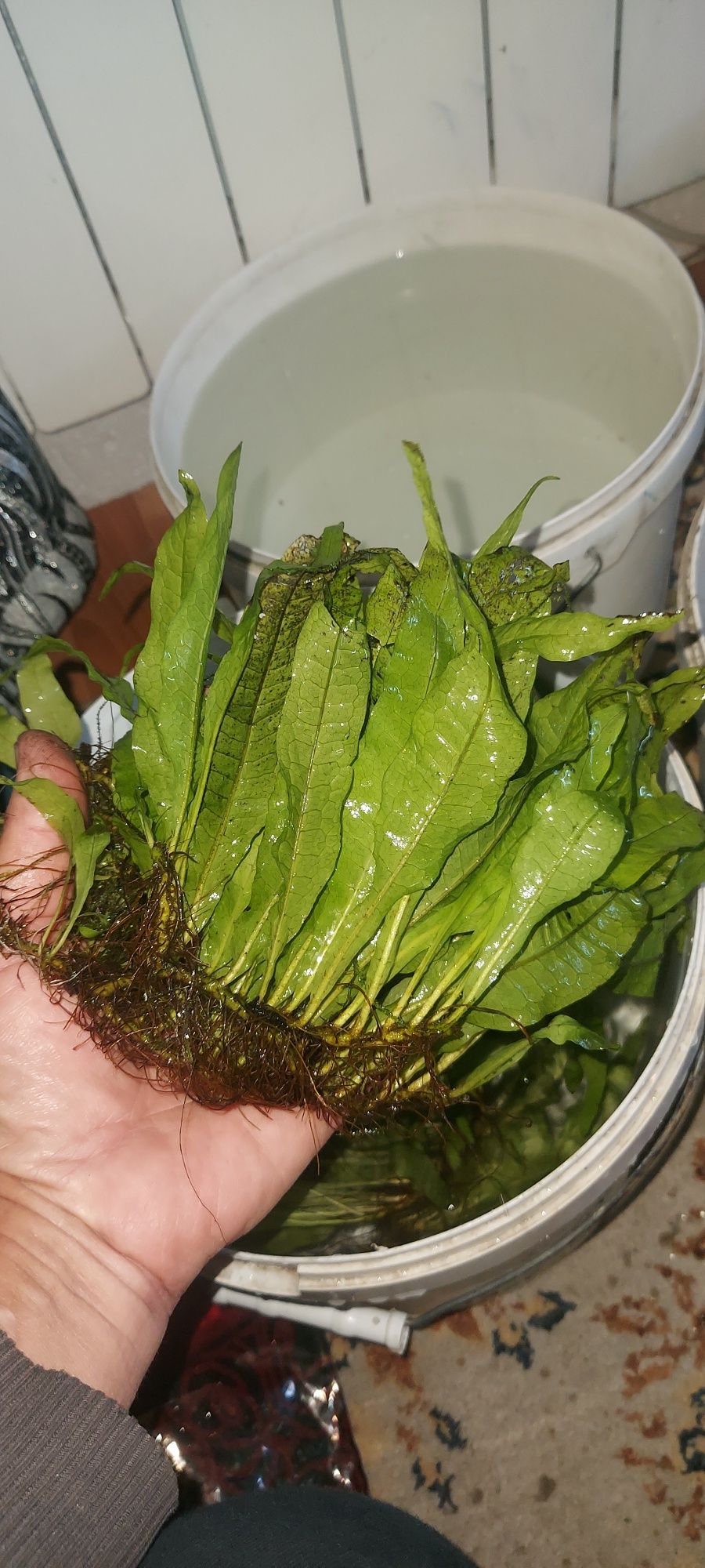 Рыбки мирные разные