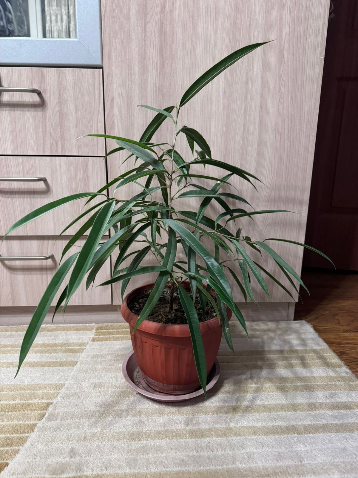 Комнатные цветы разные