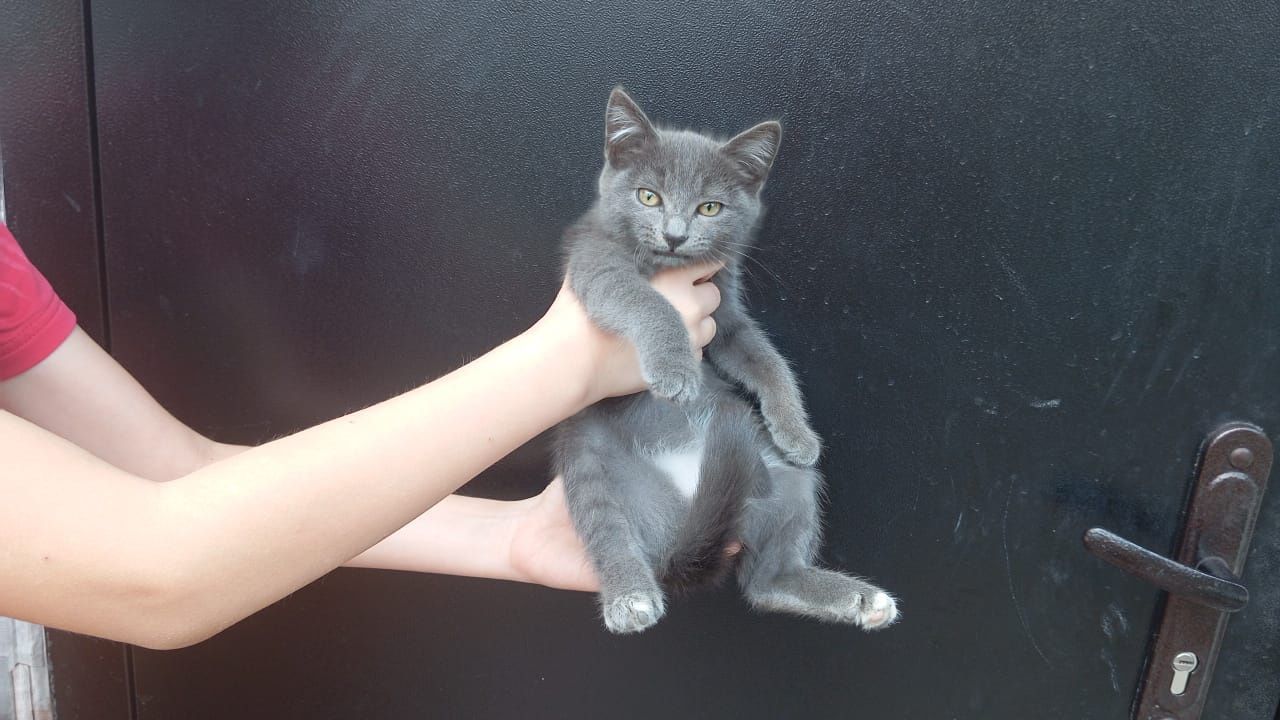 Отдам кошечку в хорошие руки.