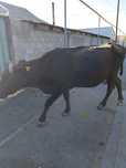 Продам корову срочно
