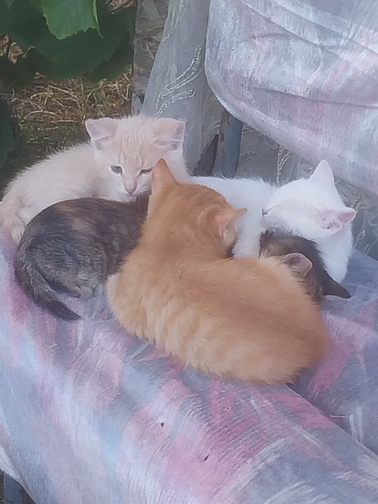 Отдам котят в хорошие руки