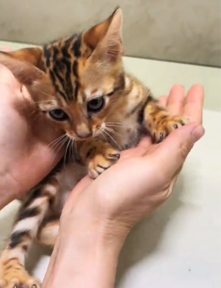 Бенгальские котята