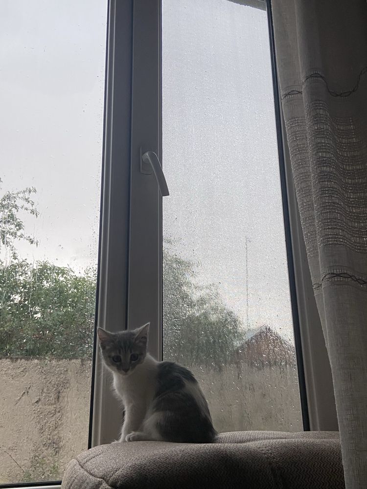 котенек отдам даром