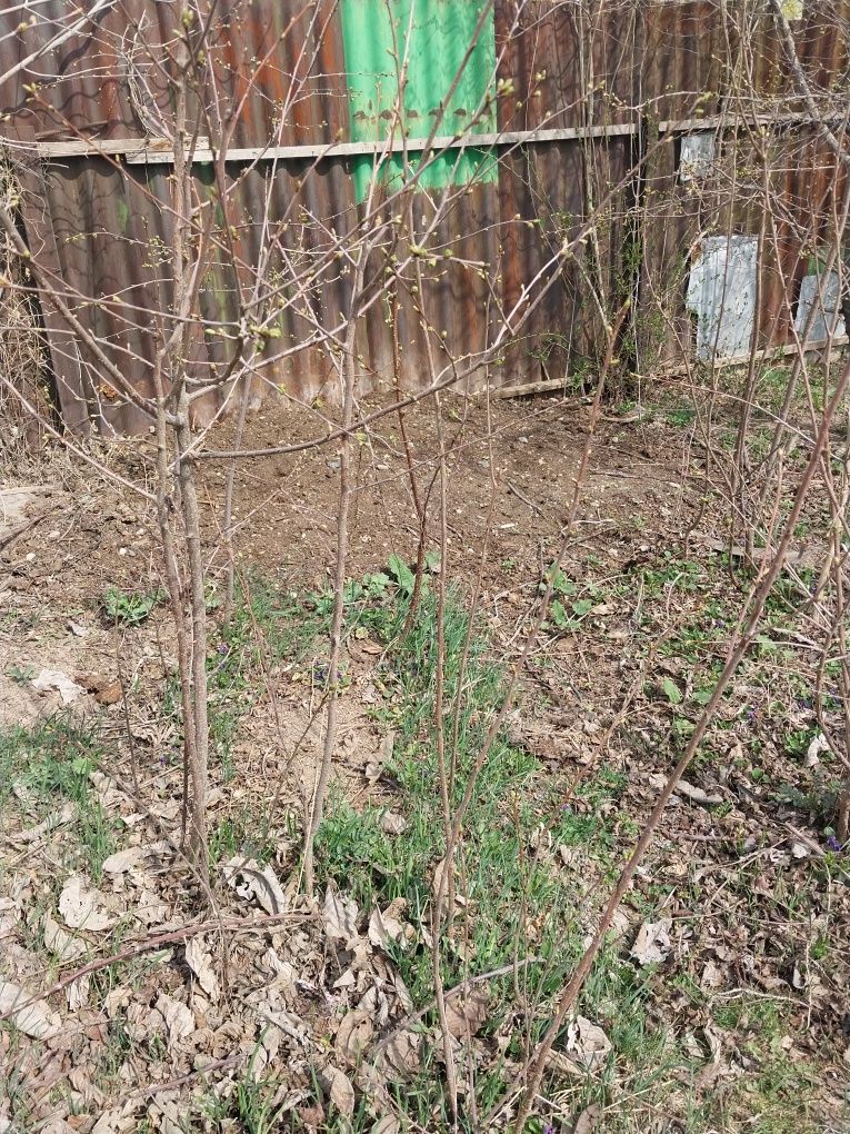 Продам саженцы сливы и вишни