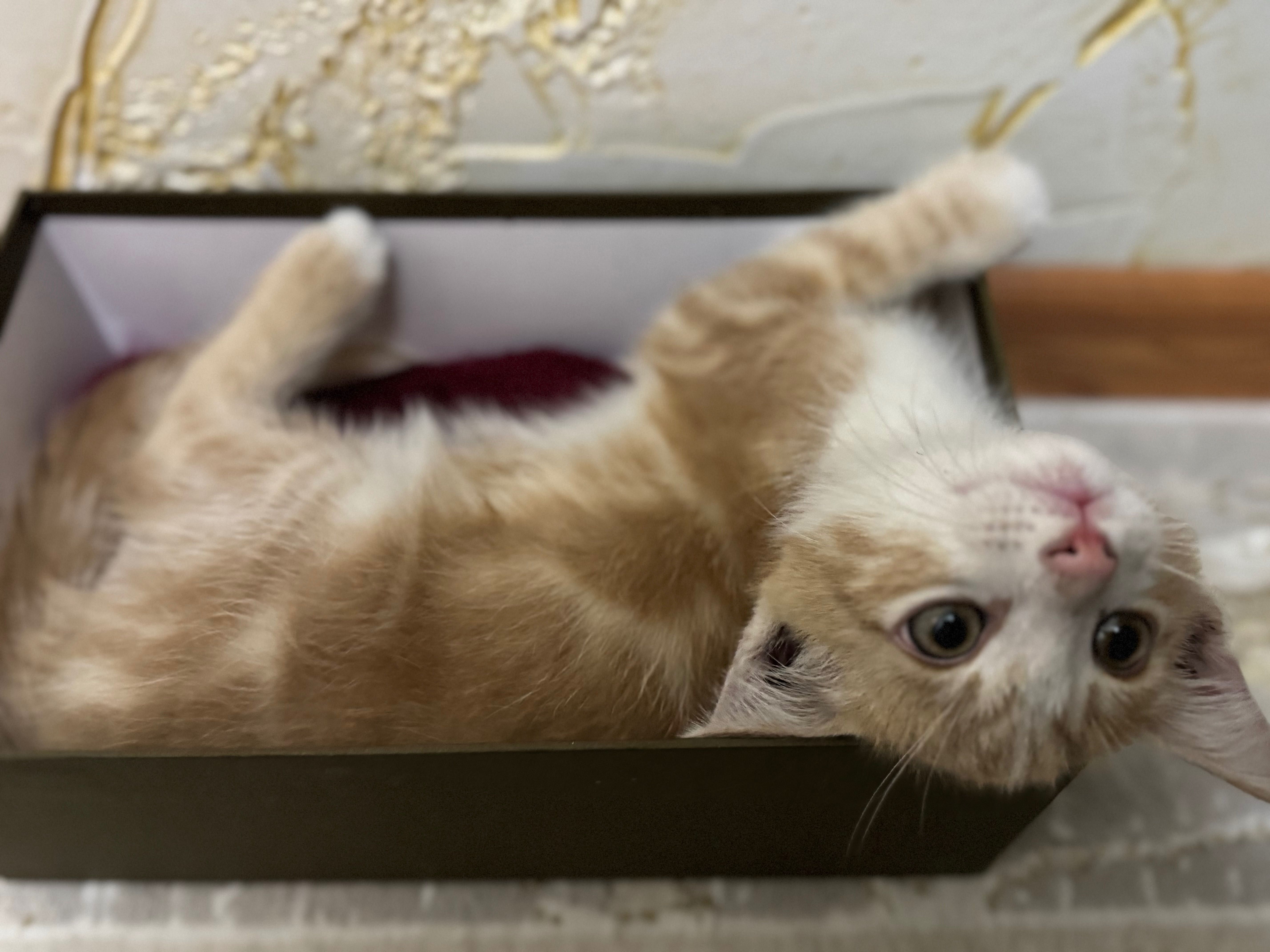 Котенок ищет дом