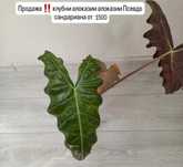 Комнатные растения алоказии