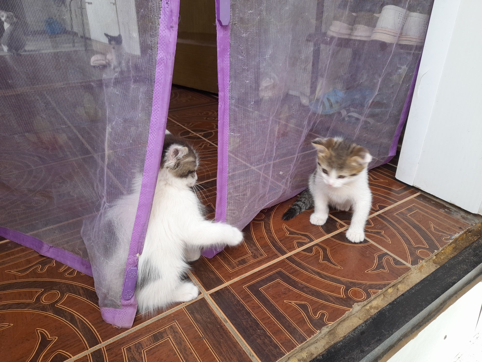 Бесплатно котята