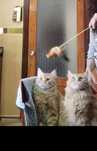 Коты котята кошки