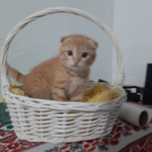 Продаю вислоухого котёнка