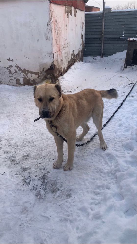 На вязку алабай тобет