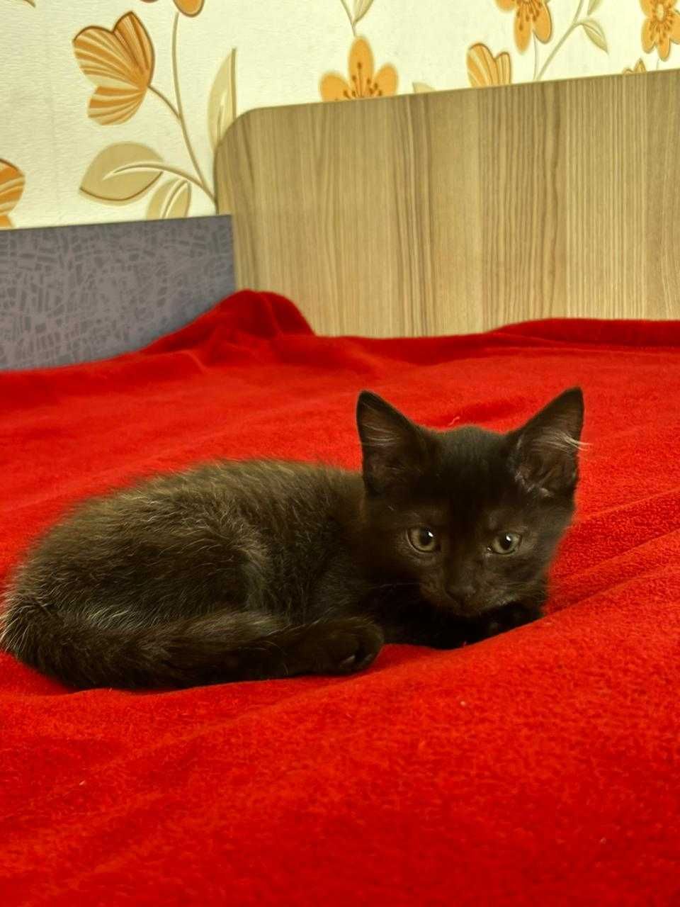 Отдам котят в хорошие руки