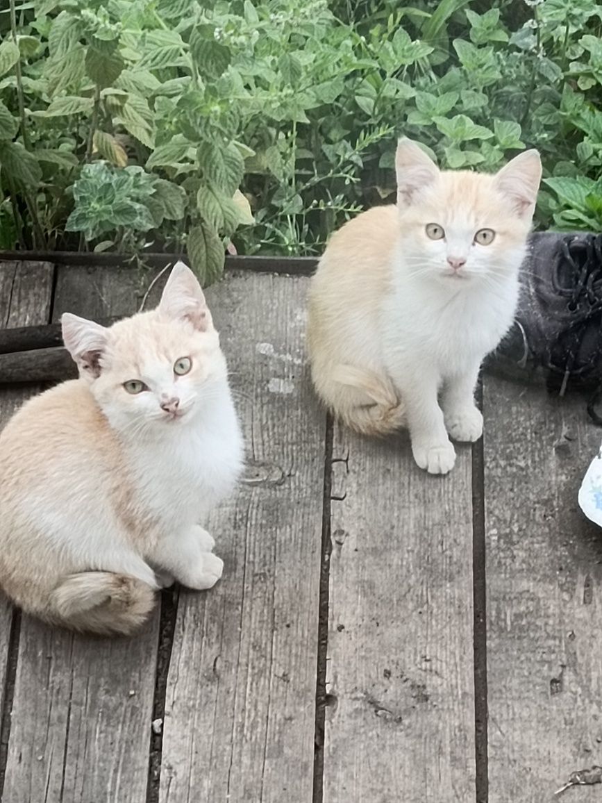 Отдам котят в добрые и ответственные руки.