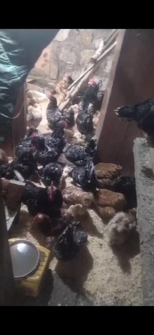 Инкубационное яйцо Астролорпа чёрно-пёстрого