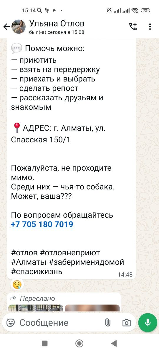 Овчарки, алабай,хаски помогите обрести им дом