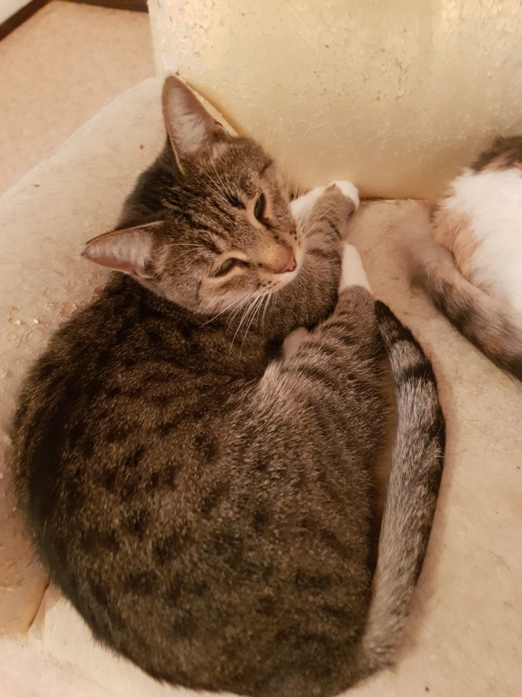 Красивые ВЗРОСЛЫЕ!!!  коты и кошки.  Стерилизованные